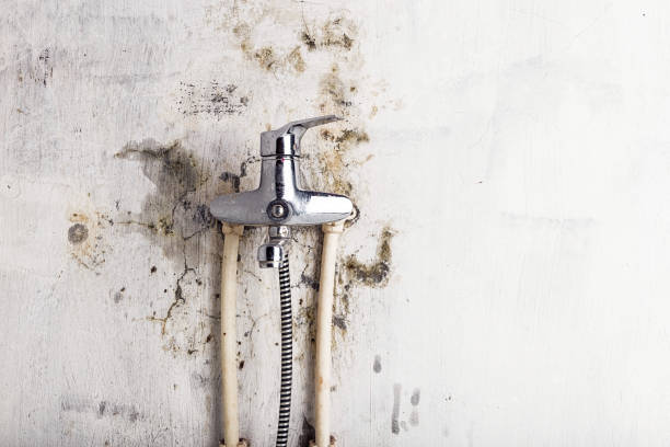 Best Basement Mold Remediation in Lynwood, IL