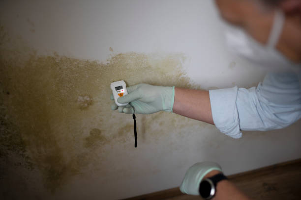 Best Post-Flood Mold Remediation in Lynwood, IL