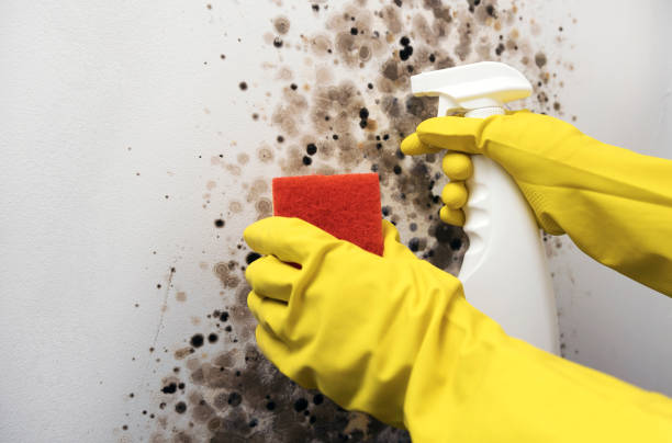 Best Emergency Mold Remediation in Lynwood, IL