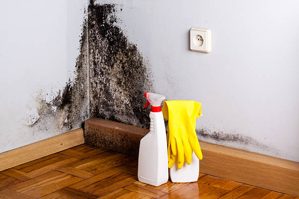 Best Crawl Space Mold Remediation in Lynwood, IL
