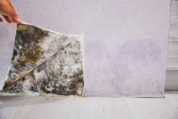 Professional Mold Remediation in Lynwood, IL